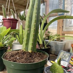 San Pedro cactus plant 🌵 