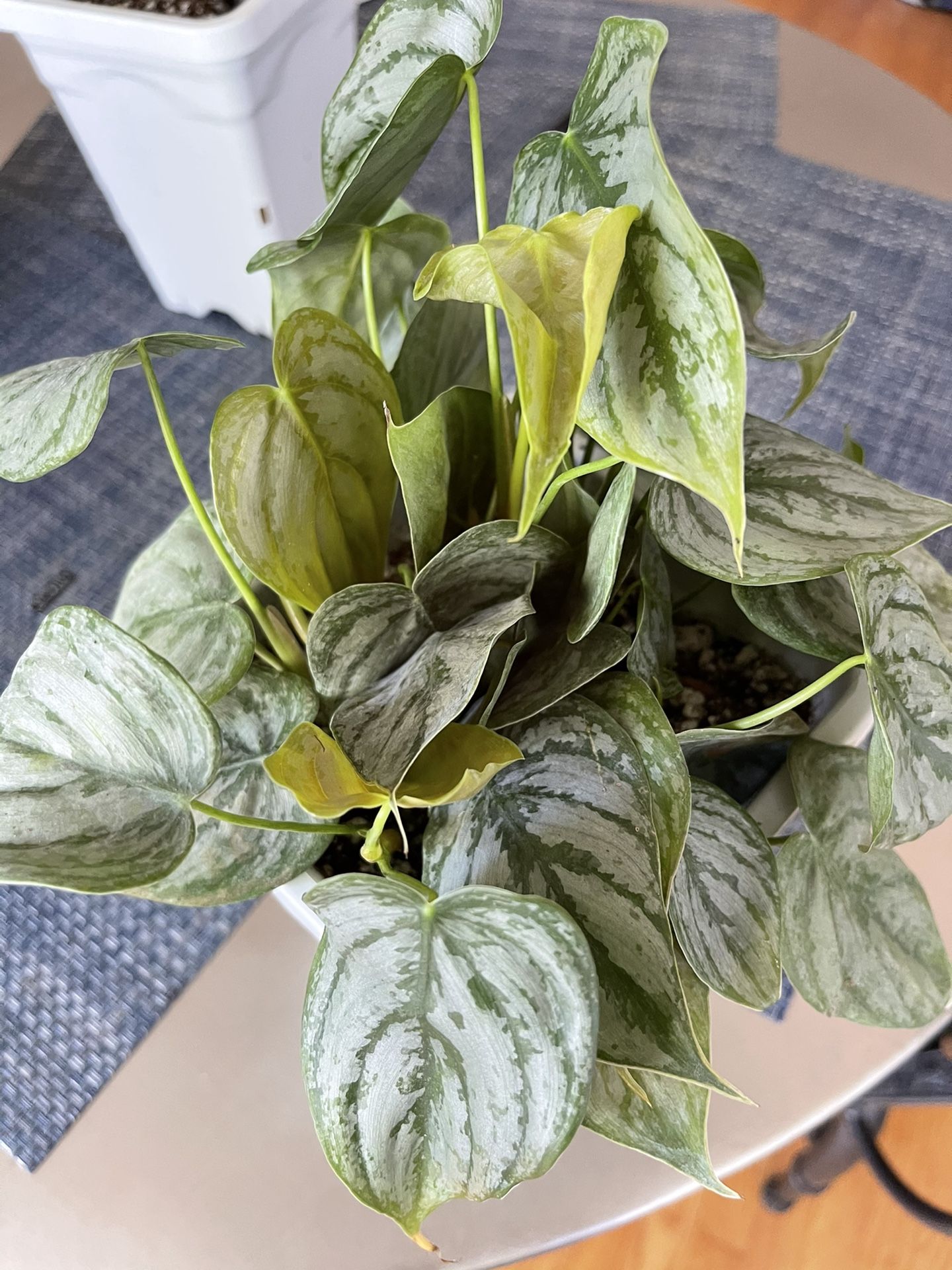 Philodendron brandtianum