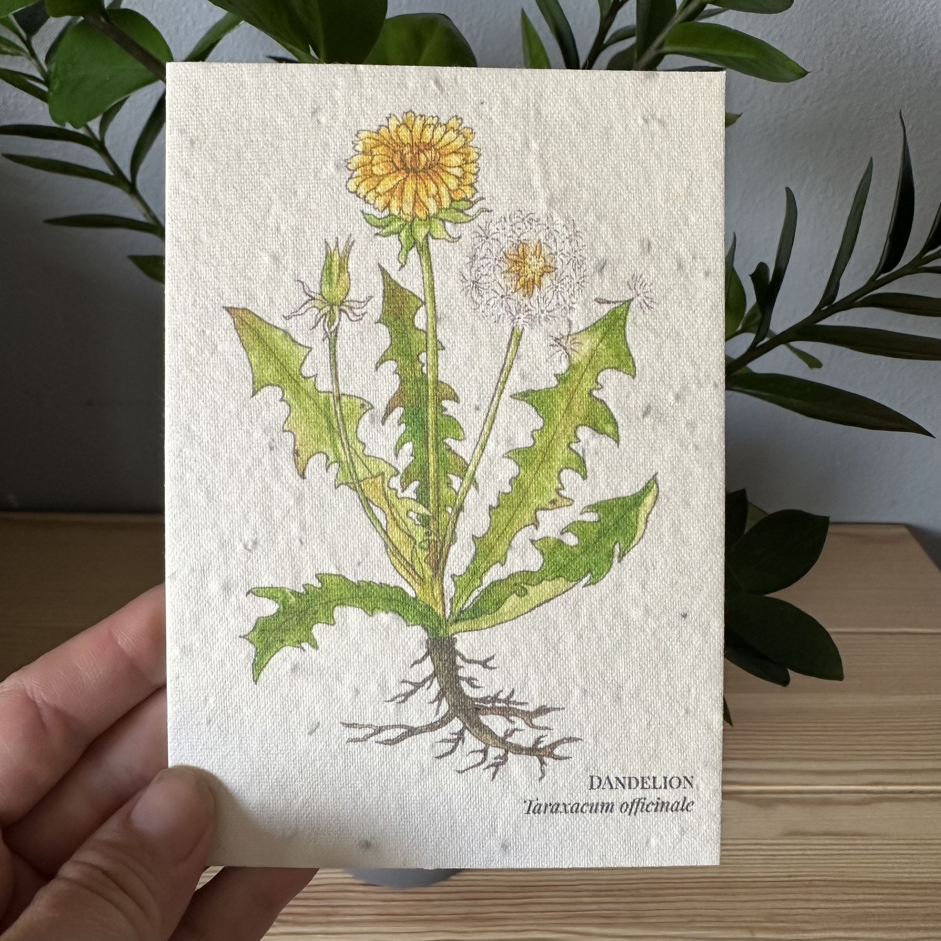 Dandelion Greeting Card, Plantable Seed Card | Wildflower & Herb Eco-Friendly Greeting Card | Recycled Paper Gift for Garden Lovers