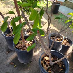Lychee Tree