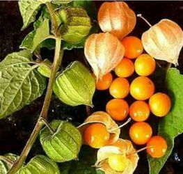 Golden berry plant in 1 gallon pot. Pick up in Millbrae