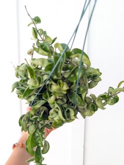 Hoya Carnosa Compacta Hindu Rope Plant 6" Pot - Indoor House Plants