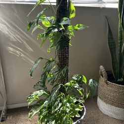 Swiss cheese Plant With moss Pole 