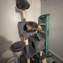 Cat Tower