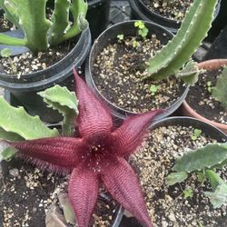 Red Starfish Plant