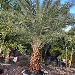 Silvestre Palm 