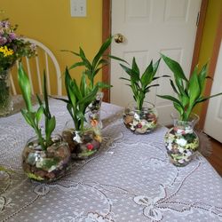 Lucky Bamboo, Each $10