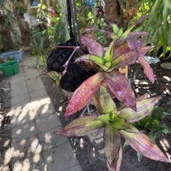 Beautiful  Basket Plant Kokedama Can Handle Full Sun