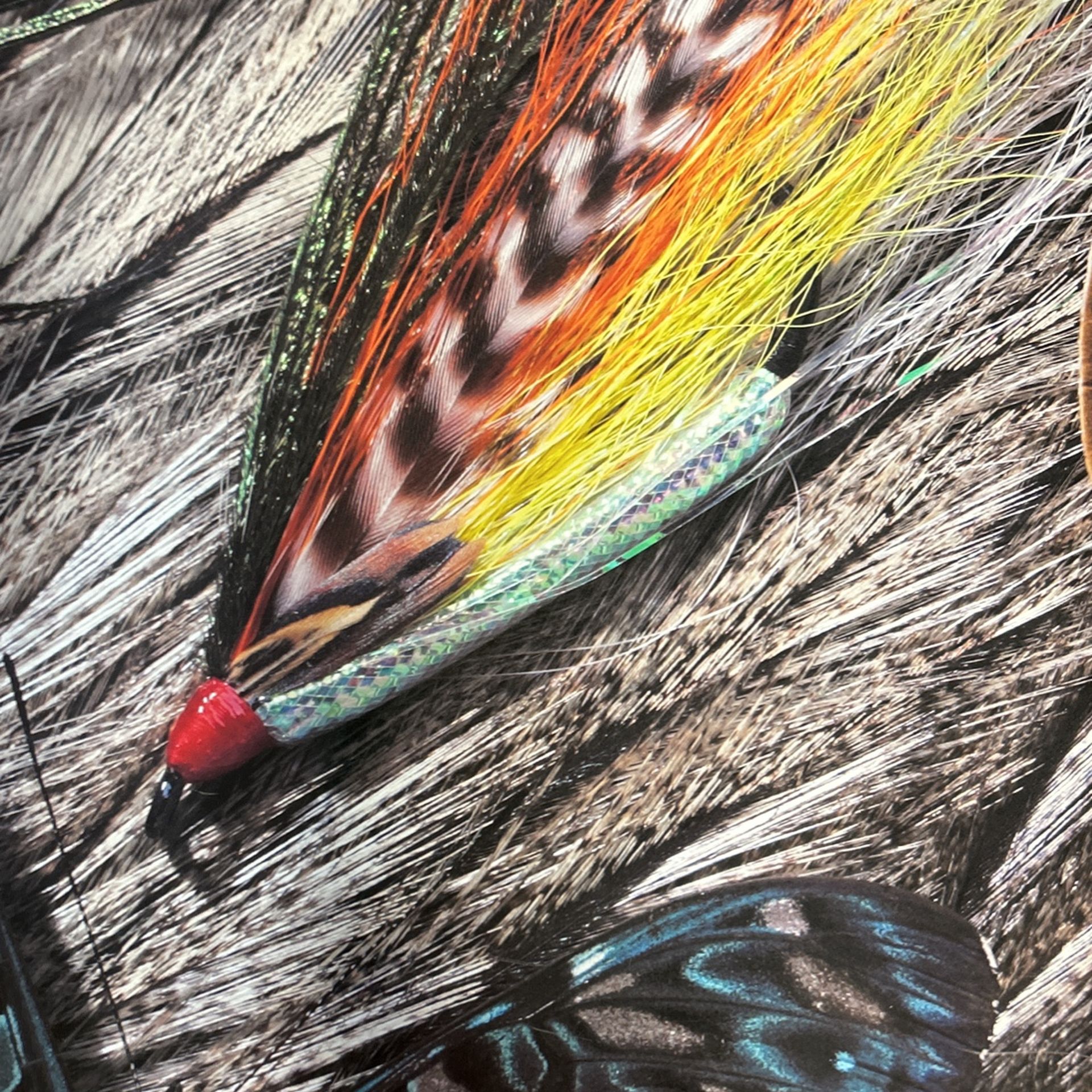 Fly Fishing Lures Professional Photo 36x24