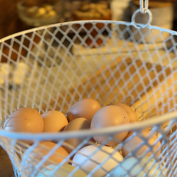 Fresh Eggs