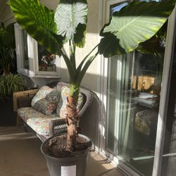 Giant Taro (Elephant Ears) Plant