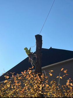 We Cut Tree