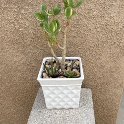 Crassula Ovata Variegate arrangement In 6 Inch ceramic Pot Only $19 SW area