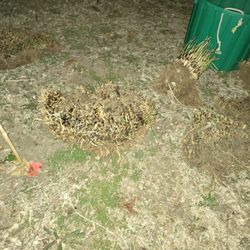 Pampas Grass Plants
