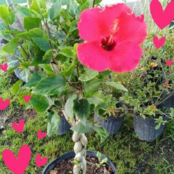 Beautiful 🌺 Hibiscus Tree 7gl $45🌺🌺