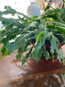 Beautiful Christmas cactus