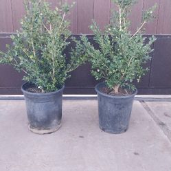 Japanese Boxwood Plants 