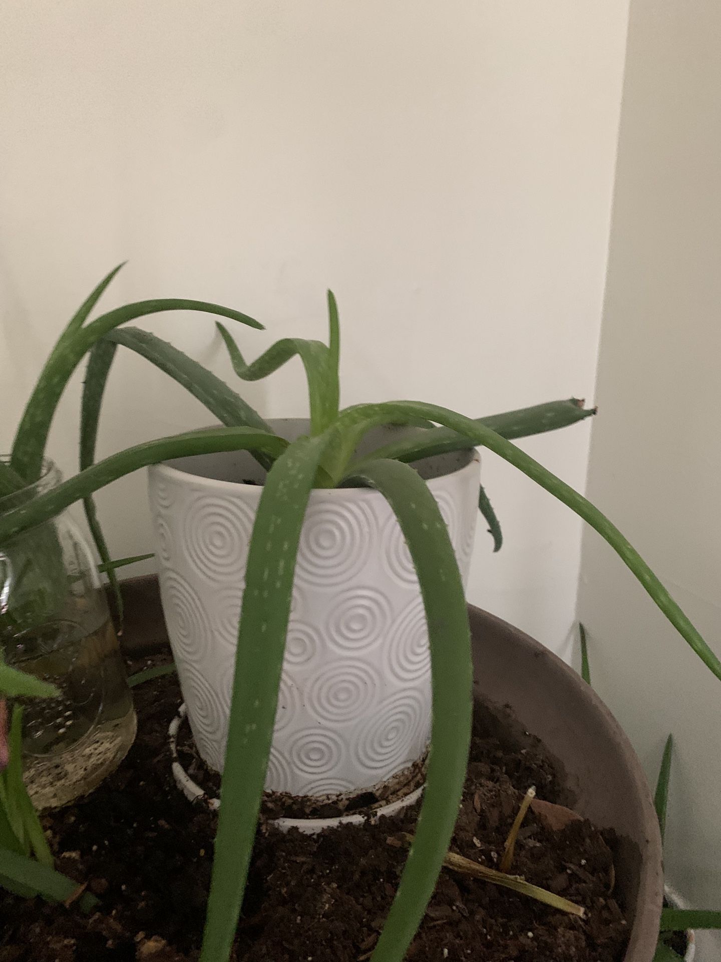 Aloe Plant