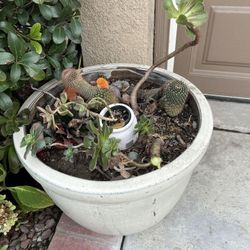 Big Planter & Difference Succulents 