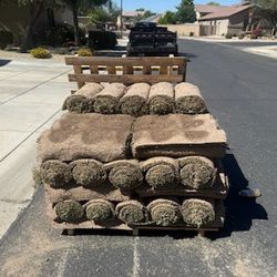 Fresh Sod Grass Rolls