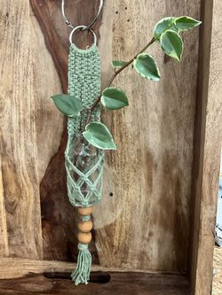 MINI macrame With Glass Propagation Bottle, FREE PLANT CUTTING OF CHOICE