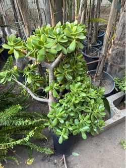 Plant