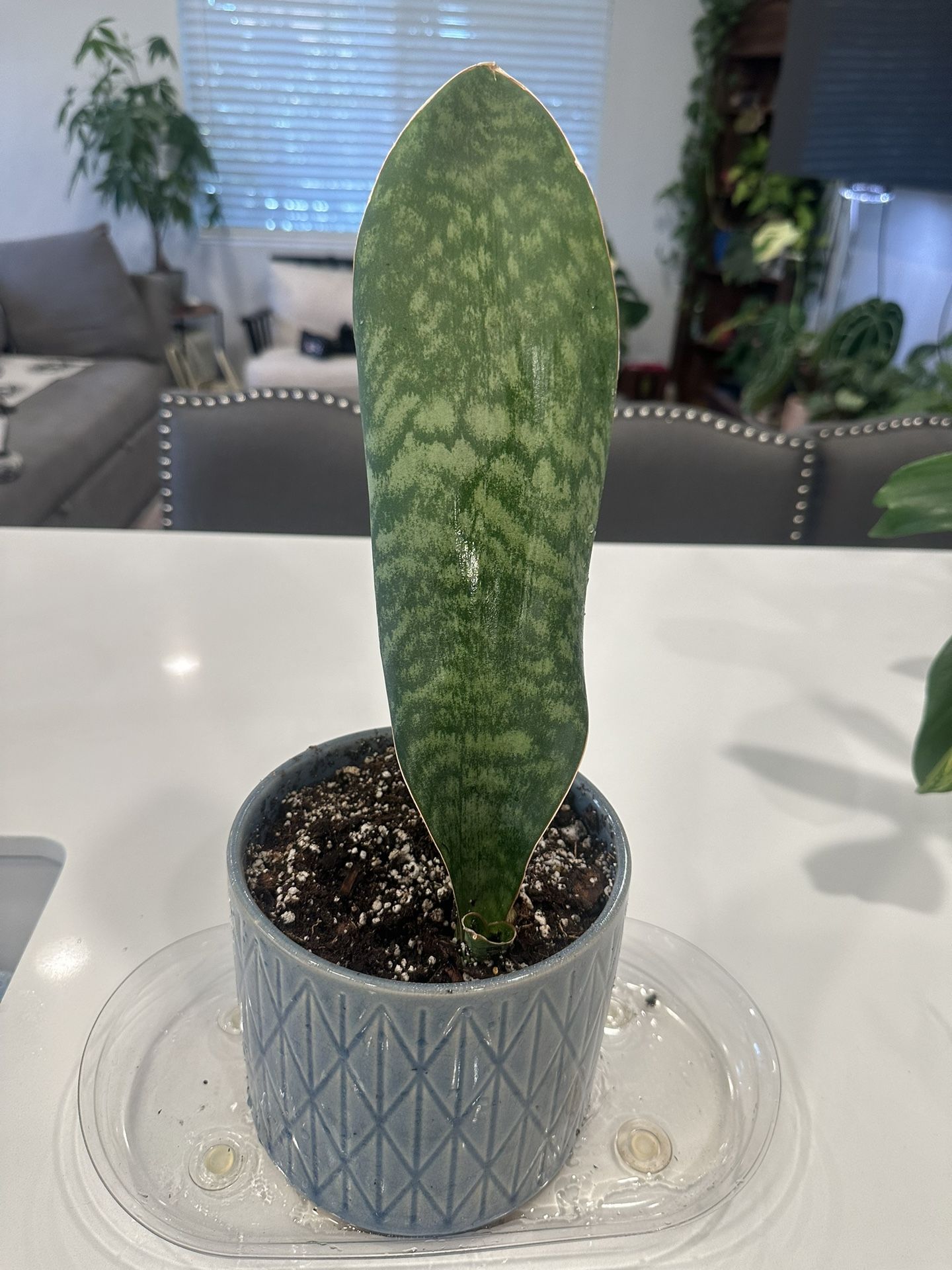 whale fin sansevieria plant
