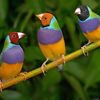 AA