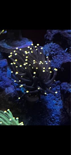 FAKE DECORATION INDO BLACK TORCH ( pink tips)