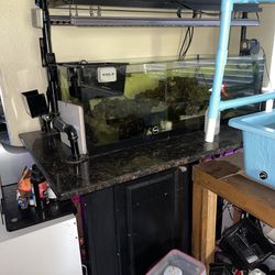 Deep Blue 80g Frag Tank Rimless Aquarium 