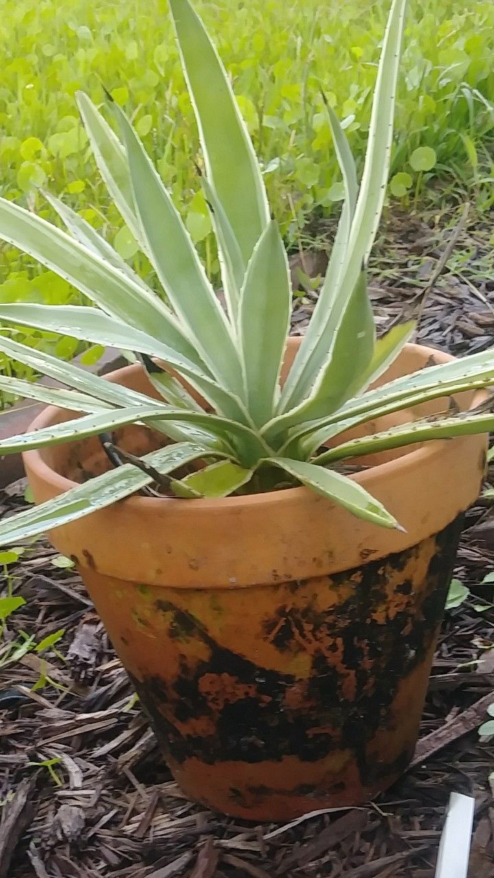 Real plant $8