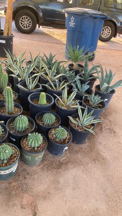 Plants