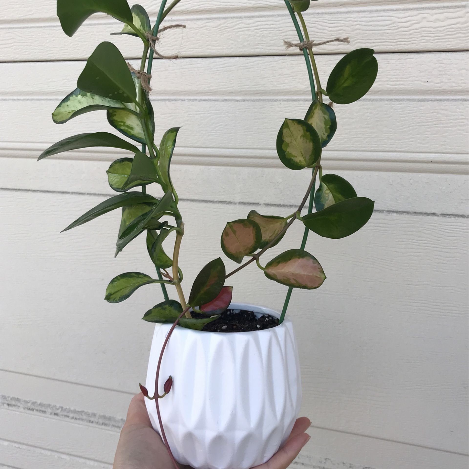 Beautiful Hoya Australis Lisa Plant With Pot