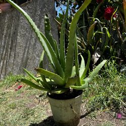 Aloe plant #3