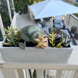 Modern succulent Concrete Mini world