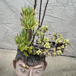 Succulent Plant in Pot