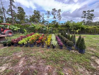 Ornamentals plants