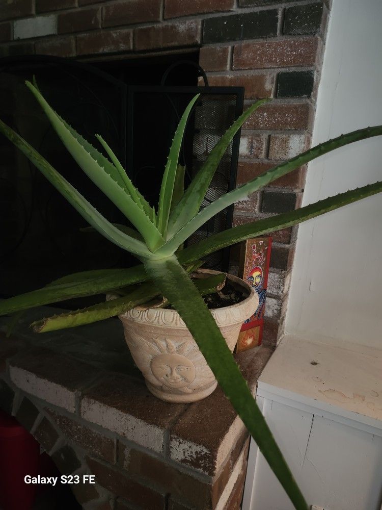 Large Aloe Plant