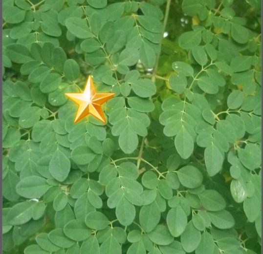 100% Organic - Fresh Picked Malunggay / Moringa Leaves (Atlantic blvd)