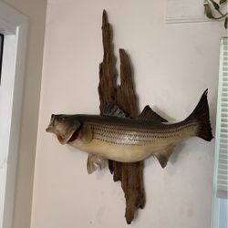 Striped Bass Wall Mount On Driftwood 
