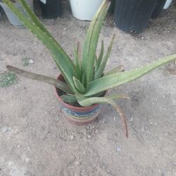 Aloe Vera $9