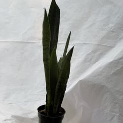 4” Sansiveria Silver Princess