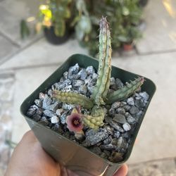 4” huernia procumbens