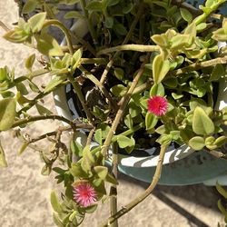 Aptenia CORDIFOLIA  Succulent