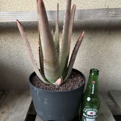 Aloe Vera Plant/Savila