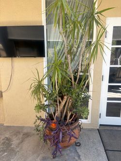 2 Large Terracotta Planter with Mature Succulents and Dracaena
