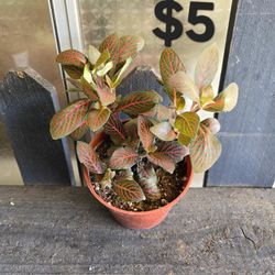 Fittonia Nerve Plant 