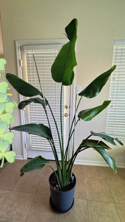 Large Bird of Paradise Plant – Over 6.5 FT Tall – $150 OBO