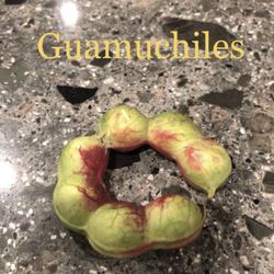 Guamuchil