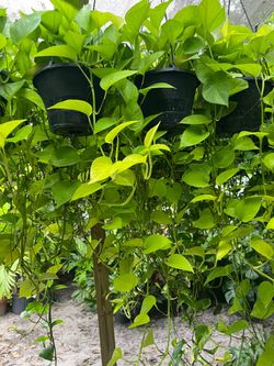 Neon & golden pothos in 8”hanging baskets.SPECIAL PRICE 🤩